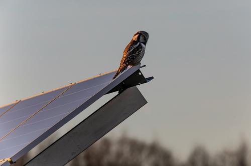 Vogel auf Solarpanel